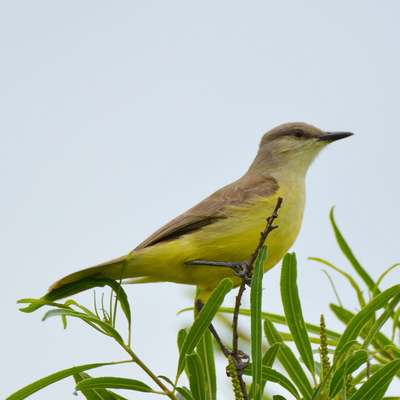 Brown-and-yellow Marshbird (2)